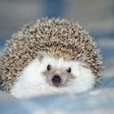 hedgehogsbeauty