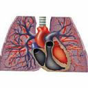 pulmonaryc